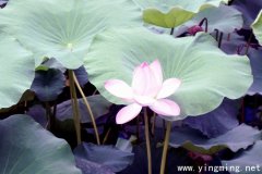 岳麓區(qū)定制網(wǎng)站建設好在哪